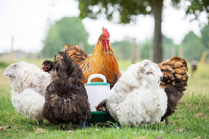 OLBA Geflügel-Futterautomat mit Füßen